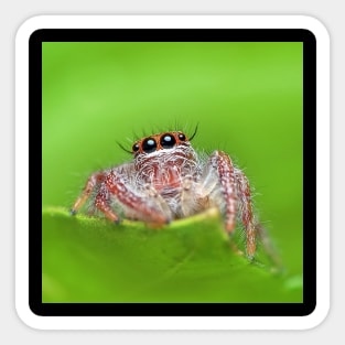 Jumping Spider Sticker
